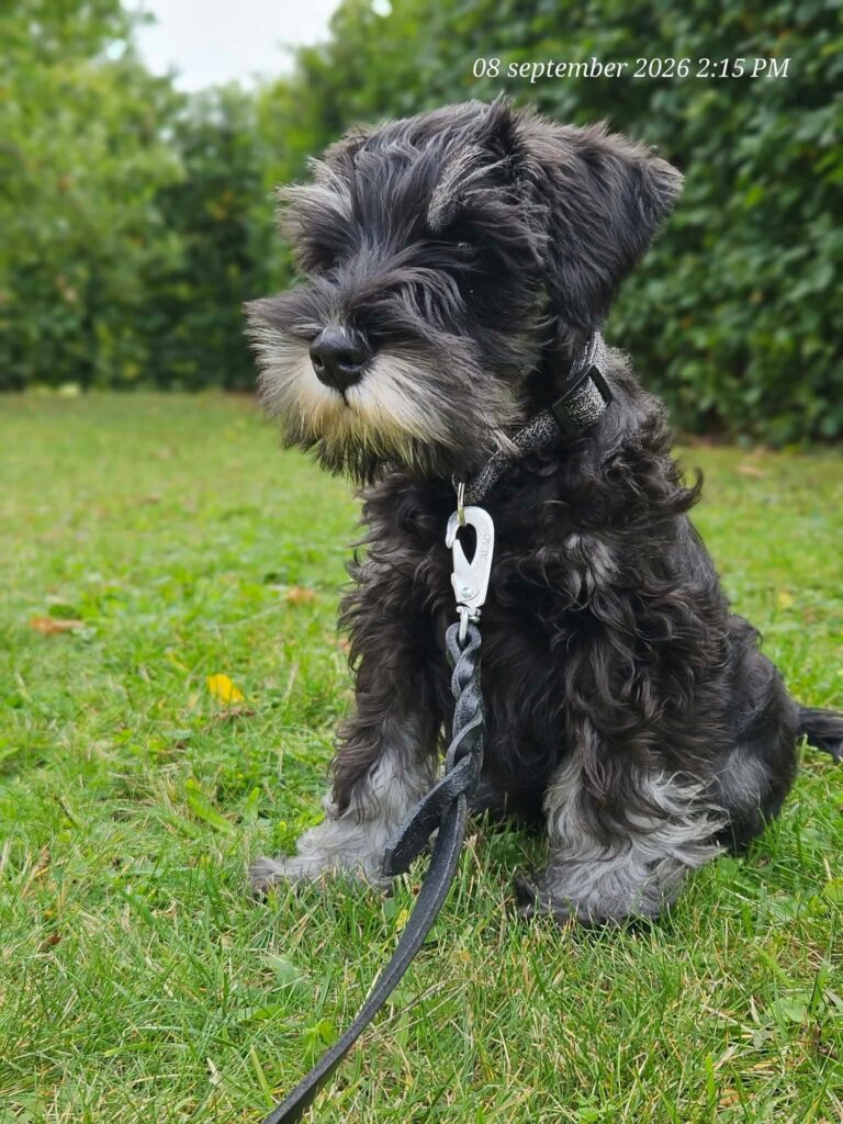 Svart och grå hund med koppel på en gräsmatta