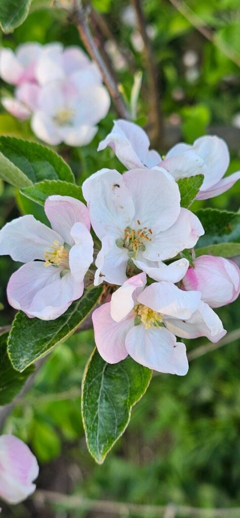 Äppelblommor