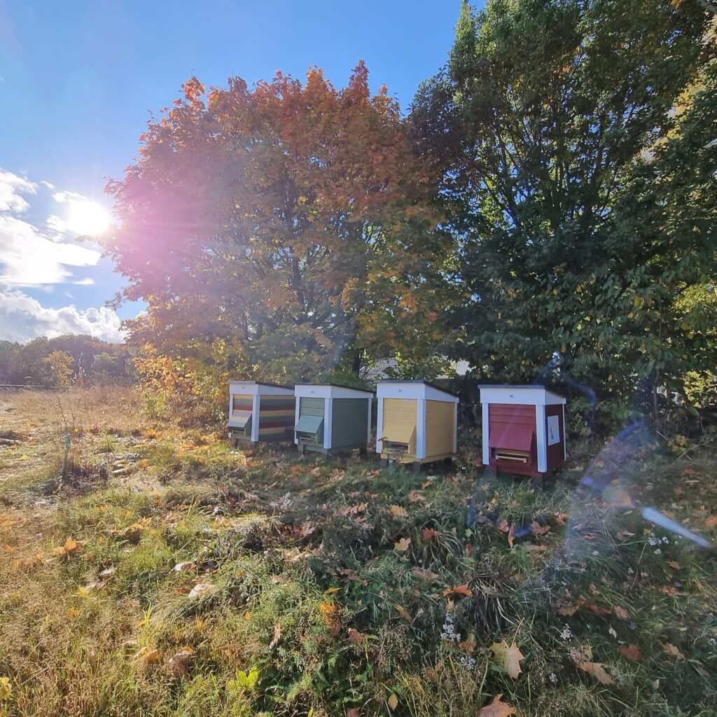 Bikupor i ett soligt höstlandskap
