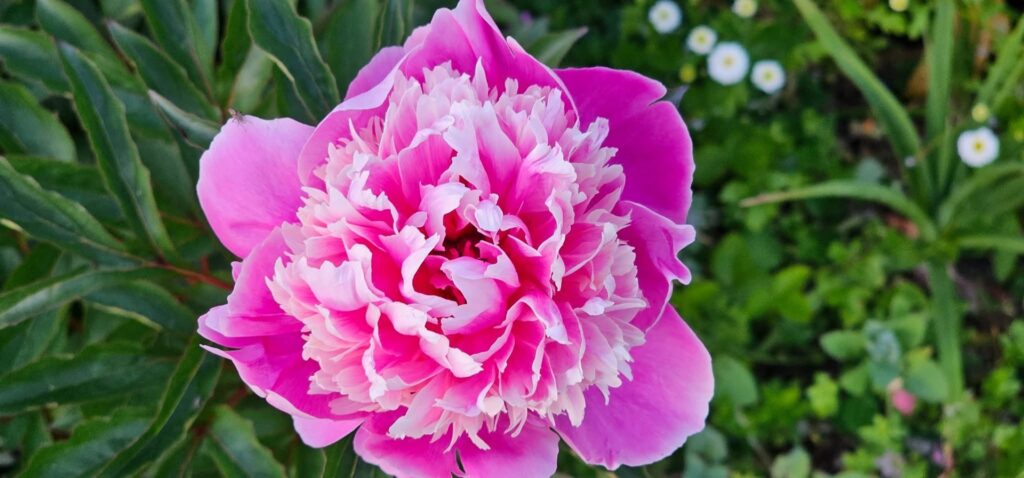 Rosa pion i blom